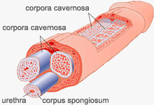 Povecajte Penis